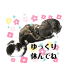 猫さんLove（個別スタンプ：9）