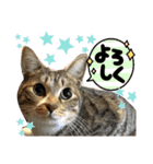 猫さんLove（個別スタンプ：10）