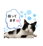 猫さんLove（個別スタンプ：13）