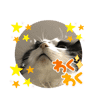 猫さんLove（個別スタンプ：14）
