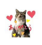猫さんLove（個別スタンプ：15）
