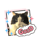 猫さんLove（個別スタンプ：16）