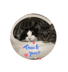 猫さんLove（個別スタンプ：17）