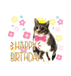 猫さんLove（個別スタンプ：18）