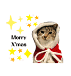 猫さんLove（個別スタンプ：19）