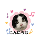 猫さんLove（個別スタンプ：22）