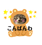 猫さんLove（個別スタンプ：23）