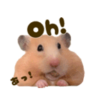 ハムスターのとにちゃん（個別スタンプ：7）