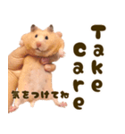 ハムスターのとにちゃん（個別スタンプ：11）