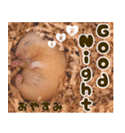 ハムスターのとにちゃん（個別スタンプ：12）