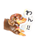 ダックス  カニンヘンダックス COCO（個別スタンプ：4）