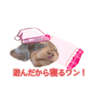 ダックス  カニンヘンダックス COCO（個別スタンプ：8）