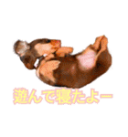 ダックス  カニンヘンダックス COCO（個別スタンプ：10）