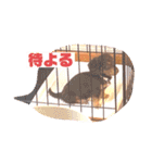 ダックス  カニンヘンダックス COCO（個別スタンプ：11）