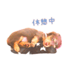 ダックス  カニンヘンダックス COCO（個別スタンプ：14）