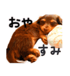 ダックス  カニンヘンダックス COCO（個別スタンプ：18）