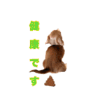 ダックス  カニンヘンダックス COCO（個別スタンプ：19）