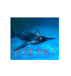 魚＆ゆいとスタンプ（個別スタンプ：1）