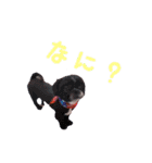 ゴルチキスタンプ①（個別スタンプ：9）