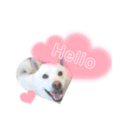 白柴犬のスタンプ  英語バージョン（個別スタンプ：1）