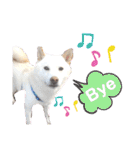白柴犬のスタンプ  英語バージョン（個別スタンプ：2）