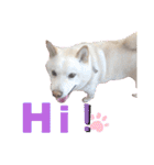 白柴犬のスタンプ  英語バージョン（個別スタンプ：3）
