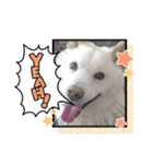 白柴犬のスタンプ  英語バージョン（個別スタンプ：6）