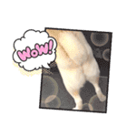 白柴犬のスタンプ  英語バージョン（個別スタンプ：7）