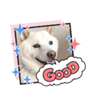 白柴犬のスタンプ  英語バージョン（個別スタンプ：8）