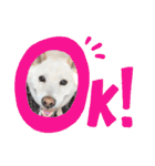 白柴犬のスタンプ  英語バージョン（個別スタンプ：10）