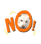 白柴犬のスタンプ  英語バージョン（個別スタンプ：11）