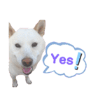 白柴犬のスタンプ  英語バージョン（個別スタンプ：12）