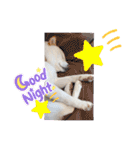 白柴犬のスタンプ  英語バージョン（個別スタンプ：14）