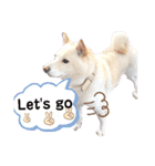 白柴犬のスタンプ  英語バージョン（個別スタンプ：20）