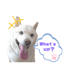 白柴犬のスタンプ  英語バージョン（個別スタンプ：21）