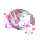白柴犬のスタンプ  英語バージョン（個別スタンプ：22）