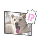 白柴犬のスタンプ  英語バージョン（個別スタンプ：26）