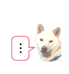 白柴犬のスタンプ  英語バージョン（個別スタンプ：28）