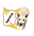 白柴犬のスタンプ  英語バージョン（個別スタンプ：29）