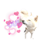 白柴犬のスタンプ  英語バージョン（個別スタンプ：30）