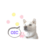 白柴犬のスタンプ  英語バージョン（個別スタンプ：31）