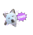 白柴犬のスタンプ  英語バージョン（個別スタンプ：32）