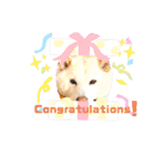 白柴犬のスタンプ  英語バージョン（個別スタンプ：37）