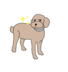 困り顔プードル(poodle)（個別スタンプ：1）