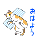 ねこちゃんいっぱい8 夏のねこちゃん（個別スタンプ：1）