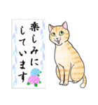 ねこちゃんいっぱい8 夏のねこちゃん（個別スタンプ：5）