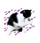 猫のハムスケ__Vo.3（個別スタンプ：5）
