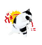 猫のハムスケ__Vo.3（個別スタンプ：6）