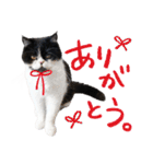 猫のハムスケ__Vo.3（個別スタンプ：7）