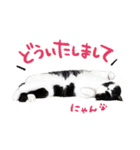 猫のハムスケ__Vo.3（個別スタンプ：8）
